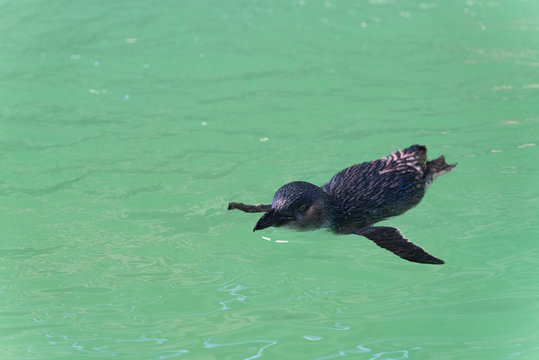 Pingiun l&auml;sst sich im Wasser mit Blickrichtung nach 8 Uhr treiben