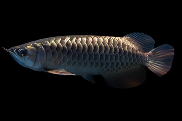Obraz premium Malasian Golden Arowana isolated on Black Background