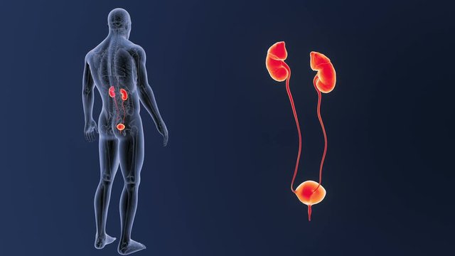 Urinary System zoom with Anatomy