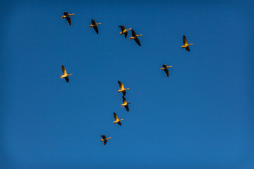 Gänse in der Nachmittagssonne © Juergen W.