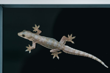 Naklejka premium Lizard hang on a glass window in black background