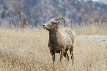 Colorado Rocky Mountain Bighorn Sheep