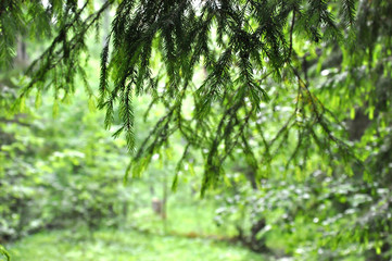 Young fir branches on a green background, soft focus