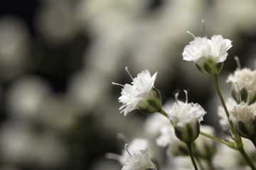 Pretty Small White Flowers on Black Background