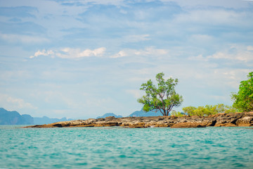 A view of a tree on a deserted rocky beach of a tropical uninhabited island