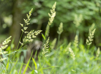 Fototapeta premium grass ear closeup
