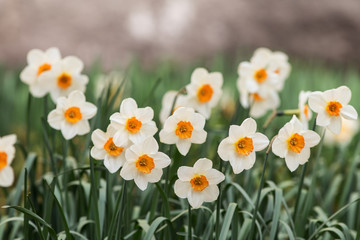 white daffodils in garden