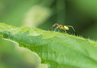 cucumber green spider on green leaf