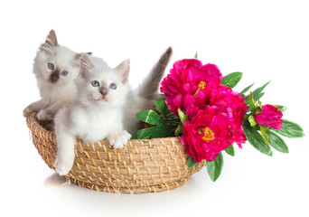 Fototapeta na wymiar Two sacred Cat of Burma in basket with flower