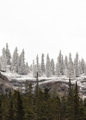 Wintery scene snow cover pine trees on a cliff side