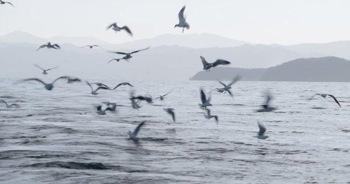 海面の魚に群がるカモメ