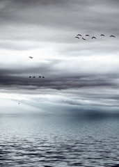 Brid flying between sky and sea