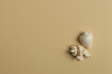 Sea shell and coral on the olive background. Summer sale