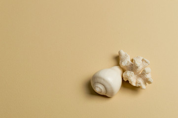 Sea shell and coral on the olive background. Summer sale