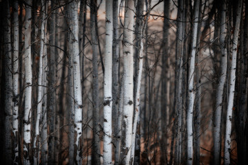Obraz premium Row of Birches close up