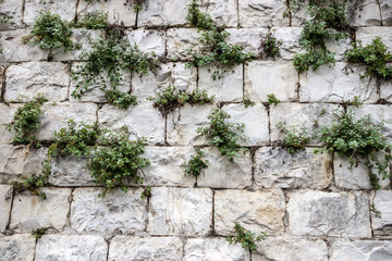 A wall of large blocks of Jerusalem stone with green grass between them