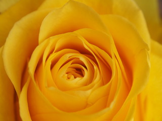 A rose Bud. Expanded yellow flower petals.