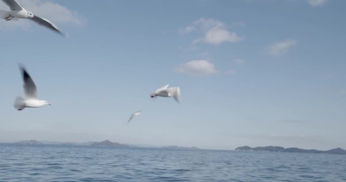 海を飛ぶカモメ