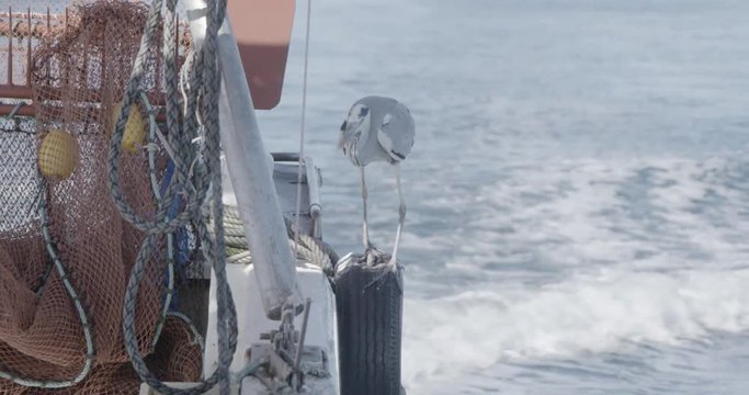 漁船で一休みする海鳥