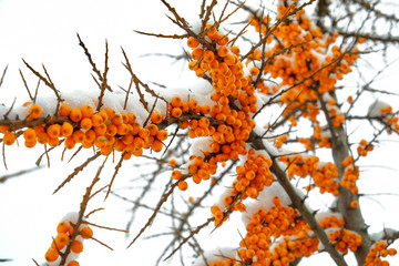 yellow sea-buckthorn berries on a branch