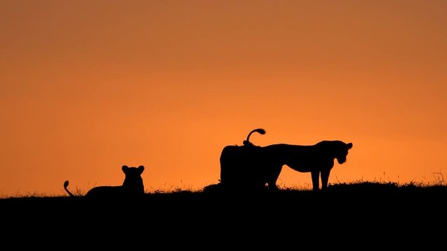 Lion pride silhouetted on a ridge with orange skies as a background