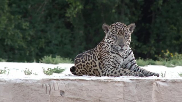 Jaguar (Panthera onca) lying on riverbank, in the Pantanal wetlands, Brazil. Pan shot.