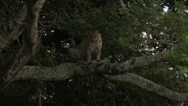 Jaguar (Panthera onca) on a branch, stalking Capybara in the river, in the Pantanal wetlands, Brazil