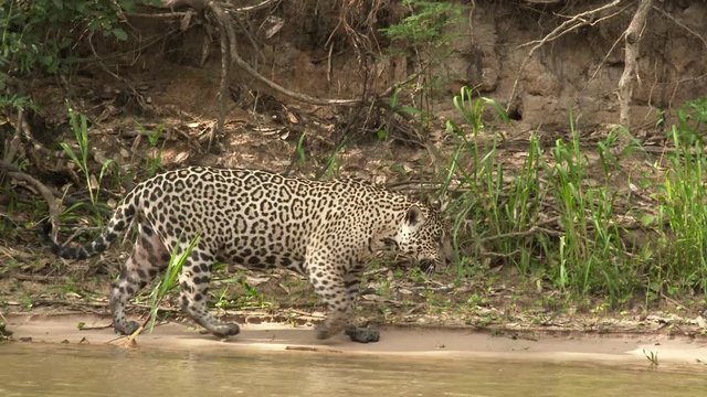 Jaguar (Panthera onca) walking and yawning on riverbank, in the Pantanal wetlands, Brazil