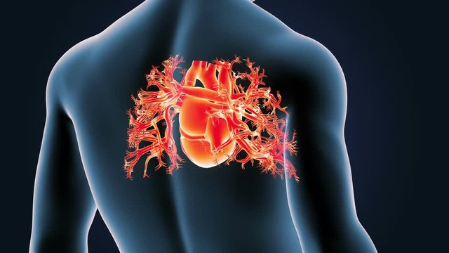 Heart with Body Closeup