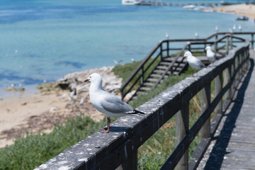 Möwen sitzen auf Holzgeländer voller Vogelkot