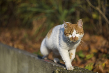 street cat walking on a wall