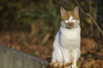 Street cat white and orange , sitting and  looking at the camera