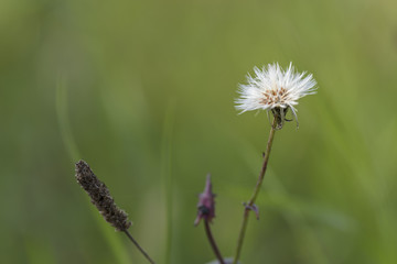 seeds of wild grass