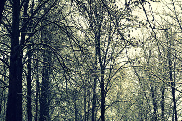 Obraz premium beautiful winter forest, landscape, wilderness, nature. toned image