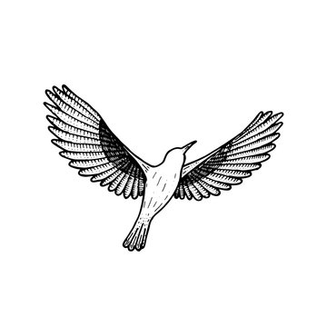 bird flying. illustration vector. hand drawing line art of animal. bird isolated line on white background. symbol of freedom. tattoo design.