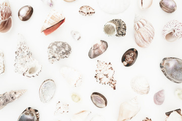 Pattern of ocean shells on white background. Flat lay. Top view. Natural background