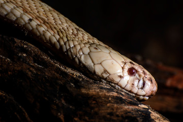Poisonous snake in Thailand. black and white