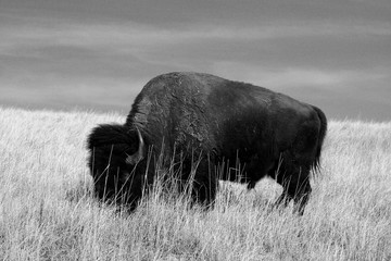 Lone Buffalo / Bison Bull grazing in Wind Cave National Park in the Black Hills of South Dakota United States - black and white © htrnr