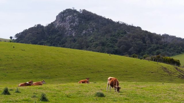 a herd of jersey dairy cows with mount little dromedary in the distance at tilba on the new south wales south coast