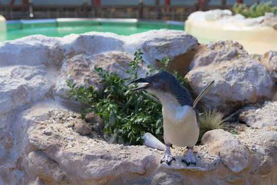 Pinguin auf Felsen mit blick nach links ruft nach Partner