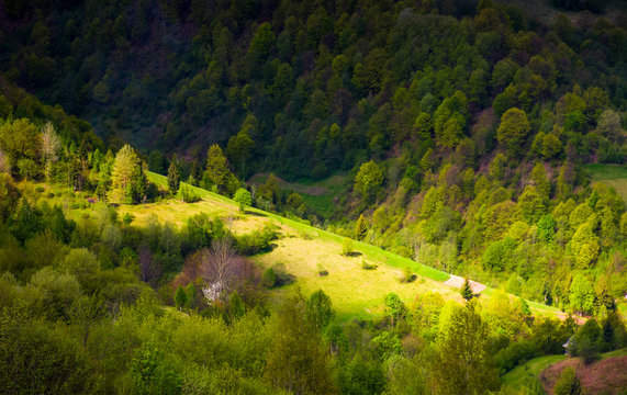 spot of light on forested hillside. lovely nature background in springtime