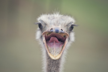 Portrait of an ostrich bird in a natural environment - Funny face portrait with the open mouth 