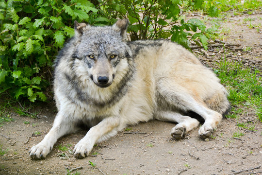 Fototapeta loup 