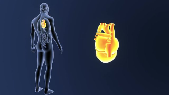 Heart zoom with Organs