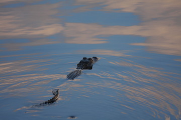 Alligator Sky