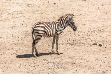 Fototapeta na wymiar Zebra standing in on Safari 