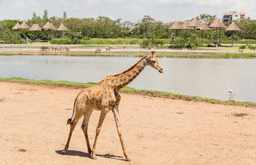 African Giraffe closeup of head