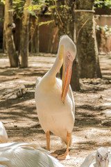 Pelican 