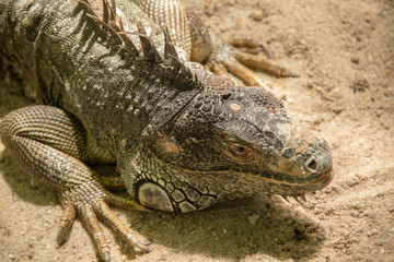 Iguana in Bangkok, Thailand