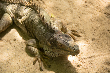 Iguana in Bangkok, Thailand